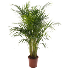 Areca Palm - Lush Tropical Houseplant for Indoor Spaces (90-100cm Height Including Pot)