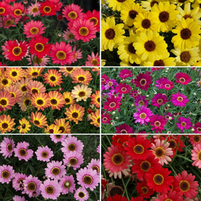 Argyranthemum Grandaisy Collection of Six Plug Plants | DIY at B&Q