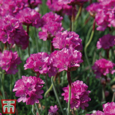 Armeria Dusseldorfer Stolz 9cm Potted Plant x 1