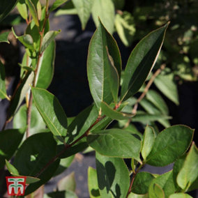 Aronia Melanocarpa Hugin 3.5 Litre Potted Plant x 1