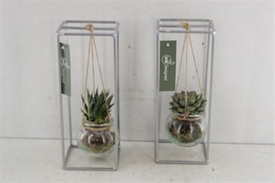 Arr2 Mb Metaal Rek Hangbol 1, 10cm Pot Size, 30cm Tall, Peperomia ...