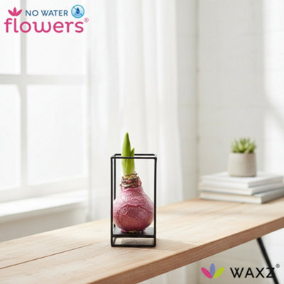 Arr4 Amaryllis Vh - Formz Industrial Pot size Not Applicable Branches 2 ...