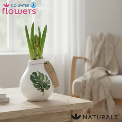 Arr4 Amaryllis Vh - Naturalz Botanic Pot size Not Applicable Branches 2 ...