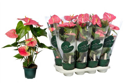 Arr4 Semp Mb19 - Ceramic Cili, 14cm Pot Size, 20cm Tall, Semp Mb19 ...