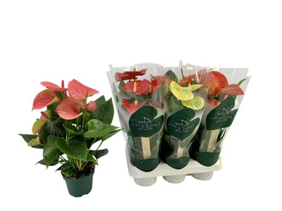 Arr4 Semp Mb44 - Zink Pot Old, 18cm Pot Size, 30cm Tall, Semp Mb44 ...