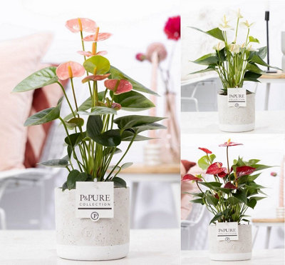 Arr4 Semp Vv4002 - Antraciet B, 27cm Pot Size, 25cm Tall, Anthurium ...