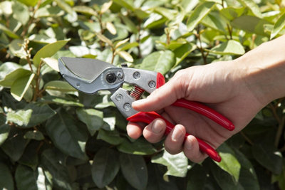 ARS VA-8Z Professional Anvil Secateurs Medium - 3
