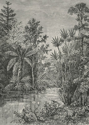 Art For the Home Archive Jungle Black & White Print To Order Fixed Size Mural