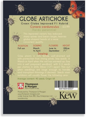 Artichoke Green Globe Improved 1 Seed Packet (40 Seeds)