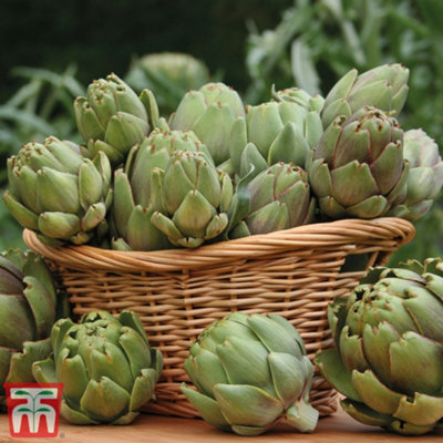 Artichoke Green Globe Improved 1 Seed Packet (40 Seeds) - 3
