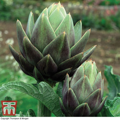 Artichoke Green Globe Improved 1 Seed Packet (40 Seeds) - 4
