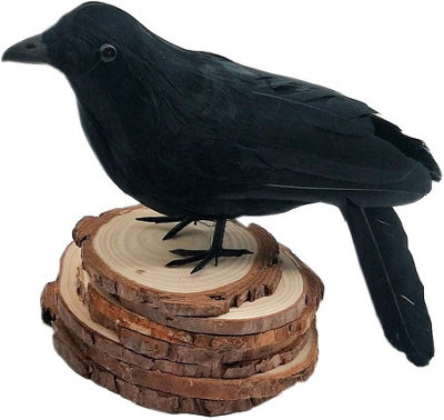 Raven gather set up andmary black Black Raven, 16