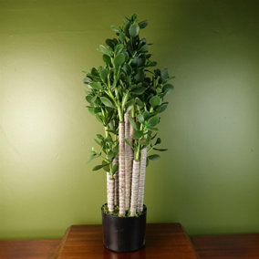 Artificial Deluxe 75cm Green Jade Plant