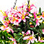 Artificial Duranta Pink Flowers Hanging Basket with Solar Light  26cm