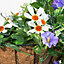 Artificial Duranta Purple Flowers Hanging Basket with Solar Light  26cm