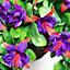 Artificial Fuchsia Flowers Rattan Hanging Basket Decoration Purple 25cm