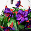 Artificial Fuchsia Flowers Rattan Hanging Basket Decoration Purple 25cm