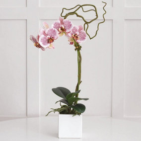 Artificial Lusong Pink Orchid in White Glazed Planter - Faux Phalaenopsis Flower Houseplant Home Floral Decoration - H70 x W28cm