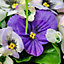 Artificial Pansy Flowers Rattan Hanging Basket Decoration Yellow Purple & White 25cm