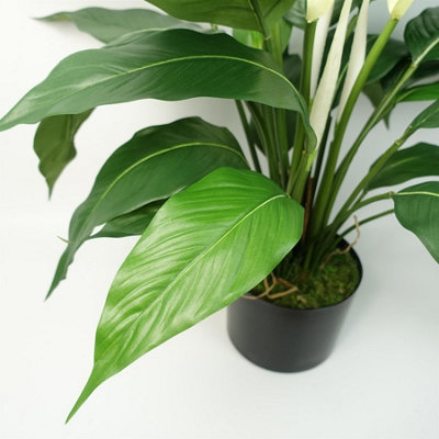 bird's nest snake plant scientific name Bird’s Nest Snake Plant main image 1