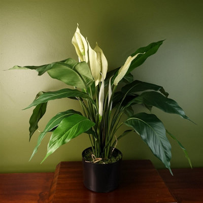 mccolley philodendron Philodendron 'McColley's Finale' – Mari's Gardens