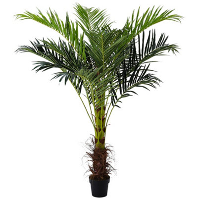 14 Foot Phoenix Palm Tree - Pipe Only - Base Not Included