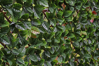 Artificial Red & Green Leaf Willow Fence Screen On Trellis Hedge 