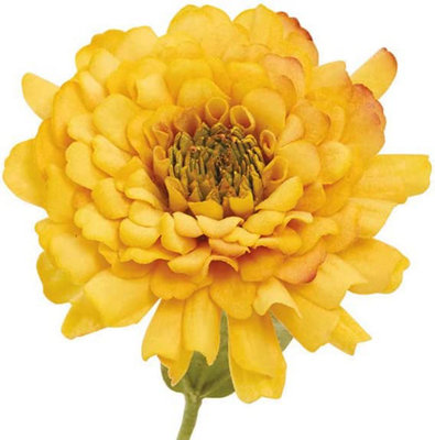 Artificial Single Yellow Zinnia Stem 33cm - Faux Silk Flowers, Fake Foliage Stems, Indoor Home Decor, Vase Not Included
