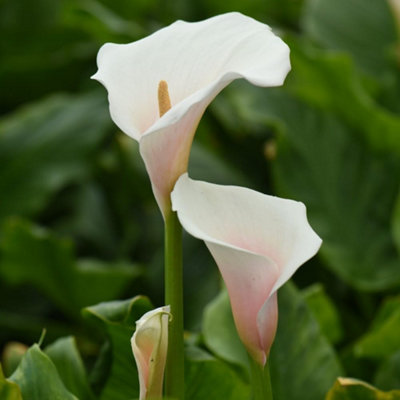 Arum Lily Pink Splash 1 Seed Packet (8 Seeds)