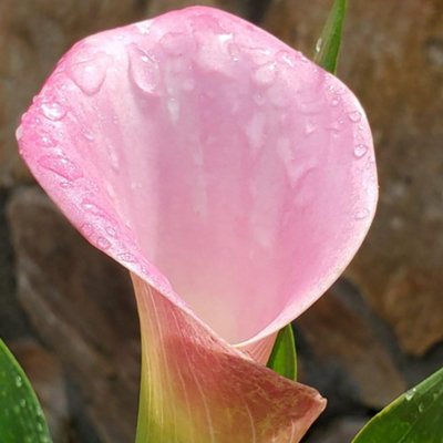 Arum Lily Pink Splash 1 Seed Packet (8 Seeds)