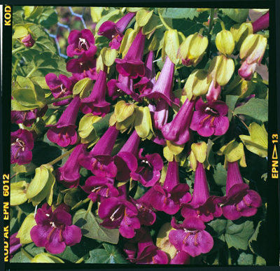 Asarina Purpusii Victoria Falls 1 Seed Packet (20 Seeds) | DIY at B&Q