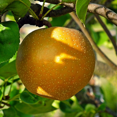 Asian pear nijisseiki pyrus pyrifolia outdoor fruit tree bare root 1 2m