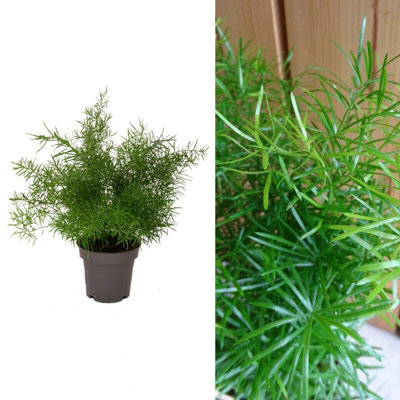 Asparagus densiflorus 'Sprengeri' House Plant in a 12cm Pot - Asparagus Fern