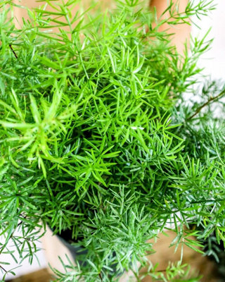 Asparagus densiflorus 'Sprengeri' House Plant in a 12cm Pot - Asparagus Fern