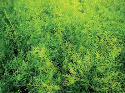 Asparagus densiflorus 'Sprengeri' House Plant in a 12cm Pot - Asparagus Fern - 4