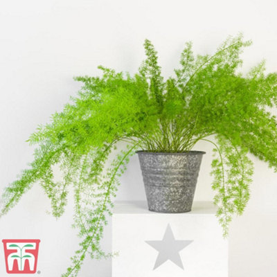Asparagus densiflorus Sprengeri: elegante pianta ornamentale - Vivai