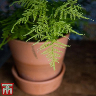 Asparagus Fern Plumosus Houseplant x 1 (13cm Pot)