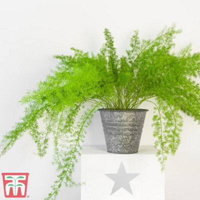 Asparagus Fern Plumosus Houseplant x 2 (13cm Pot)