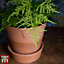 Asparagus Fern Plumosus Houseplant x 2 (13cm Pot)