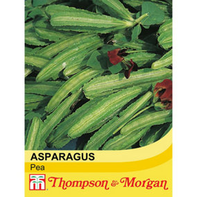 Asparagus Pea 1 Seed Packet (35 Seeds)