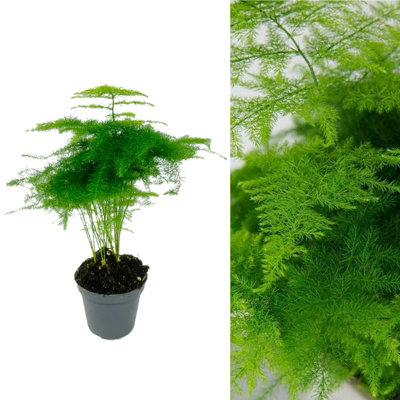 Asparagus Plumosus Fern House Plant in a 7cm Pot - Mini Indoor Plant