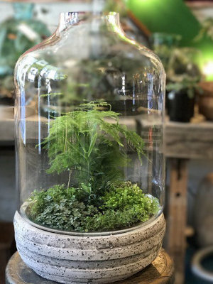 Asparagus Plumosus Fern House Plant in a 7cm Pot - Mini Indoor Plant