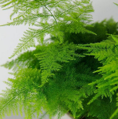 Asparagus Plumosus Fern House Plant in a 7cm Pot - Mini Indoor Plant - 3