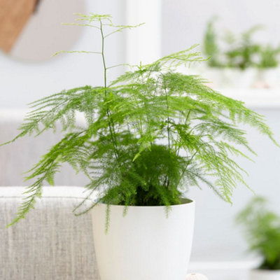 Asparagus Plumosus House Plant in a 12cm Pot - Asparagus Fern Plant - 3