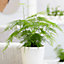 Asparagus Plumosus House Plant in a 12cm Pot - Asparagus Fern Plant