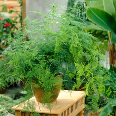 Asparagus Plumosus House Plant in a 12cm Pot - Asparagus Fern Plant - 4