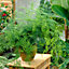 Asparagus Plumosus House Plant in a 12cm Pot - Asparagus Fern Plant