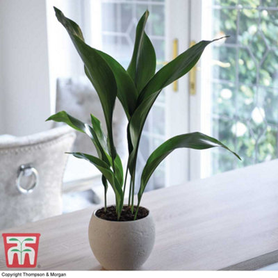 Aspidistra Cast Iron Plant Elatior Houseplant x 1 (12cm Pot)