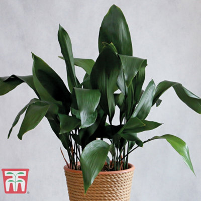 Aspidistra Cast Iron Plant Elatior Houseplant x 1 (12cm Pot) - 3