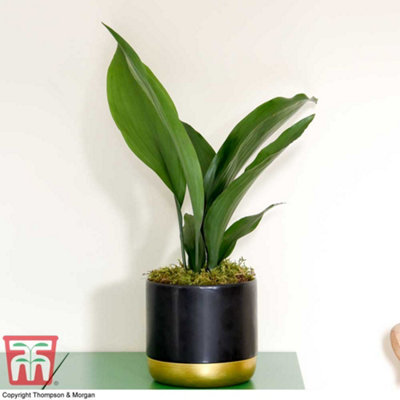 Aspidistra Cast Iron Plant Elatior Houseplant x 1 (12cm Pot) - 4